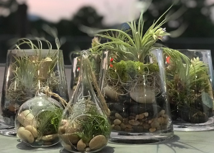Terrariums2